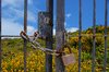 Rusty padlock 1