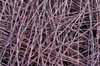 Rusted barbed wire