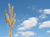 Wheat seed 2