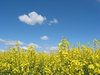 Yellow field and blue sky