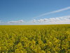 Yellow field