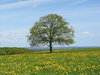 Solitary Tree