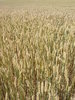wheat field 2