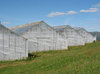 greenhouse 1