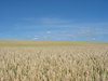 wheat field 4