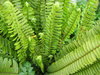 fern