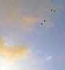 The birds