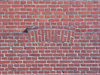 brickwall texture 17