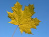Late autumn maple 3