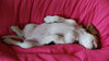 Puppy Nap