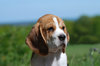 Beagle Portrait