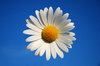 Daisy 1
