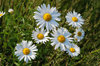 Daisy 3