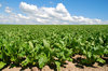 Beet Field 1