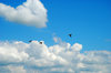 flying ducks
