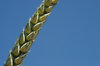 Wheat Closeup 2