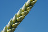Wheat Closeup 4
