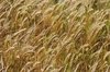 Barley field 2