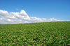 Beet Field 2