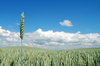 Wheat and Field 1