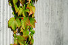 Wall and Plant 2