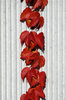 Wall and Plant 4