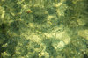 Water texture