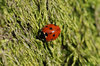 ladybird