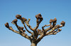 pruned willow tree