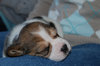 beagle puppy
