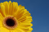 Gerbera 1