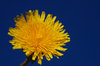 Dandelions 2