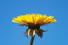 Dandelions 4