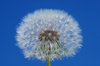 Dandelion Globes 1