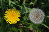 Maturing Dandelions 2