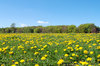 Dandelion world 1