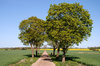 Trees
