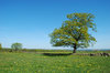 Solitary Tree