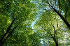 Wood Roof 1