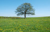 Solitary Tree May
