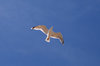 Seagull