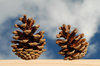Pine Cones