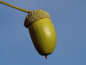 Acorn