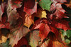 Fall Colours