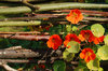 Autumn Garden