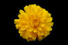 Yellow Flower