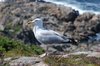 Seagull 1