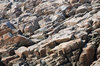Rock ground texture