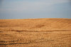 Harvested Field 3
