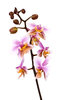 Orchids